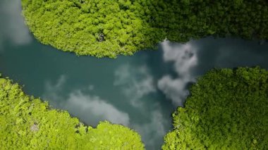 Yeşil mangrov ağaçlarıyla çevrili durgun mavi su. Siargao, Filipinler.