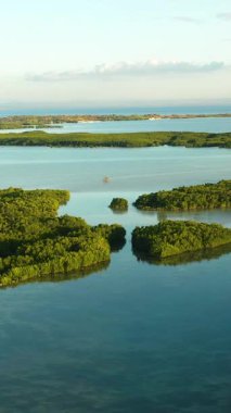 Mangrov ormanlı manzaralı bir yer. Olango Adası 'nda turkuaz su. Lapu-Lapu, Filipinler 'deki vahşi yaşam koruma alanı. Cebu. Dikey görünüm.