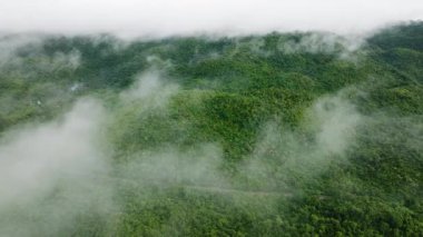 Yoğun tropikal bitki örtüsüyle yemyeşil yağmur ormanları boyunca hareket eden sis. Siargao, Filipinler.