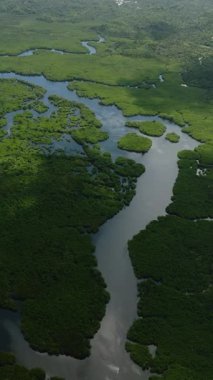Nehir kanallarının kıvrımları verimli sulak bir arazide güneş ışığı altında yoğun tropikal bitki örtüsü oluşturur. Siargao, Filipinler.