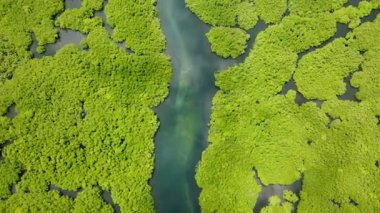 Mangrov tepe örtüsüyle çevrili düz nehir kanalı. Siargao, Filipinler.