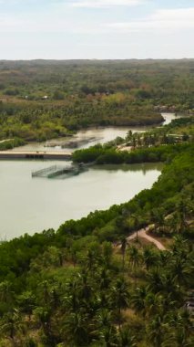 Bantayan Adası 'nda mangrovlarla çevrili bir nehir. Palmiye ağaçları olan tropik bir ada. Cebu, Filipinler. Dikey görünüm.