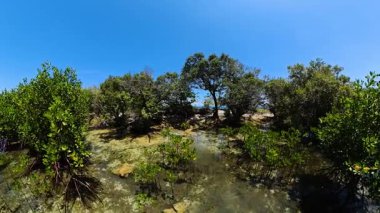 Sığ sularda yetişen yoğun mangrov ormanı kökleri görülebilir. Kaplumbağa Adası, Zenciler, Filipinler.