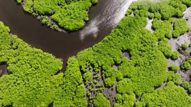 Tropikal sulak alandaki yemyeşil mangrov ormanını kesen kıvrımlı su kanalı. Siargao, Filipinler.