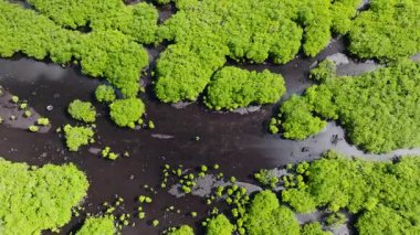 Mangrov ağaçları yeşil gölgelikli çamurlu gelgit su kanallarına dağılmış. Siargao, Filipinler.