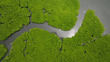 Üst manzara, nehir kanalı yüzeye ışığı yansıtan mangrov adalarını gösteriyor. Siargao, Filipinler.