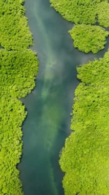 Tropikal mangrov ağaçları yukarıdan gelen temiz bir su akıntısıyla bölünmüş kanallar oluşturur. Siargao, Filipinler.