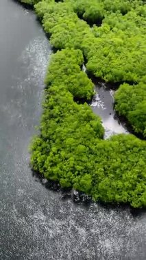 Yoğun mangrov kenarı parlak ışık altında açık su yüzeyiyle buluşuyor. Siargao, Filipinler.