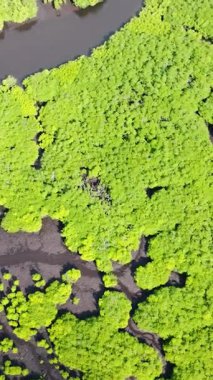Mangrove ormanı, dallanan nehirlerle doğal su kanalları oluşturur. Siargao, Filipinler.