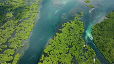 Turkuaz lagün suyu yemyeşil mangrov ormanı ve sığ resif alanlarıyla sınırlıdır. Siargao, Filipinler.