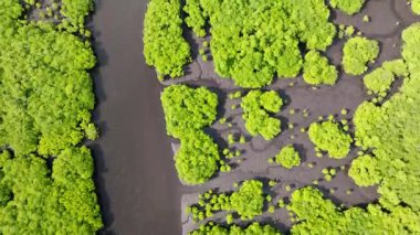 Mangrove ormanında su bölümleri kümelere ayrılır. Siargao, Filipinler.