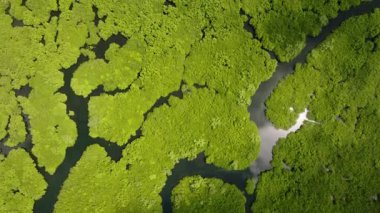 Parlak yeşil bitki örtüsü ve gün ışığını yansıtan su yollarıyla yoğun bir mangrov ormanı. Siargao, Filipinler.