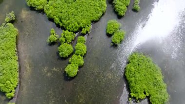 Kıyıya yakın sığ sularda yetişen dağınık mangrov ağaçları. Siargao, Filipinler.