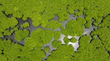 Mangrov kümeleri ve güneş ışığını yansıtan doğal su kanalları. Siargao, Filipinler.