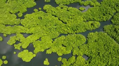 Su yolları yeşil bir tropikal mangrov ormanını böler. Siargao, Filipinler.