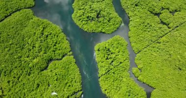 Bereketli tropikal mangrovlar görünür kıvrımları ve derinliği olan akan bir nehir tarafından ikiye bölündü. Siargao, Filipinler.