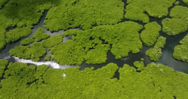 Birbirine bağlı nehirler tropikal sulak alandaki canlı yeşil mangrov ormanlarından akıyor. Siargao, Filipinler.