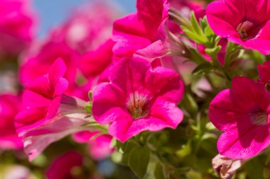 Yeşil ve mavi arka plan ile sürünen küçük pembe çiçekler