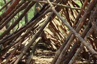 Ormandaki çam dallarından yapılmış bir kulübe.