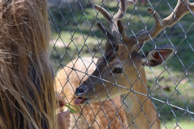 Yaz boyunca Polonya 'da küçük bir hayvanat bahçesinde çocuklar genç bir geyiği besler..