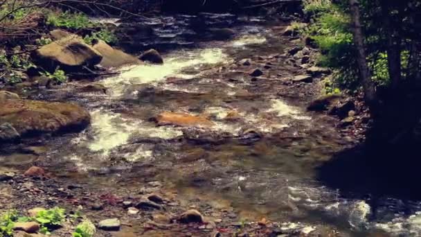 Corriente de agua que fluye en bosque. Agua que fluye sobre las piedras a la luz del sol — Vídeos de Stock