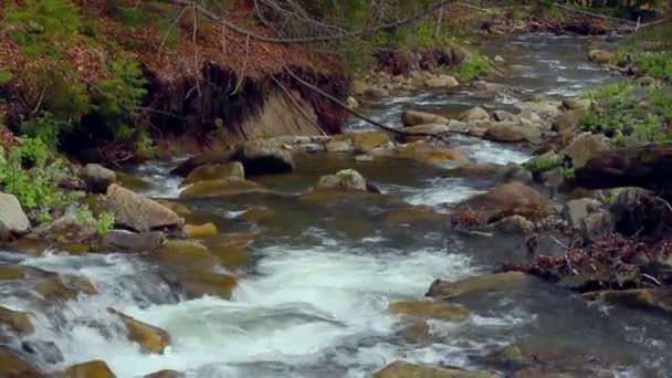 Pequeña cascada en primavera. Rápidos en un pequeño río de montaña que fluye en el bosque . — Vídeo de stock