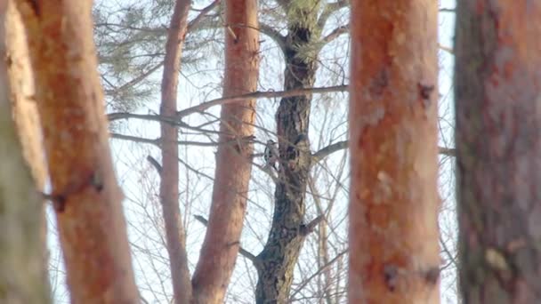Птица в сосновом лесу. Большой пятнистый дятел стучит в дерево — стоковое видео