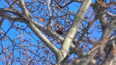 Kuş ağacında. Mavi gökyüzü önünde çiçek açan söğüt ağacı. Ağaç bahar üzerinde kuş