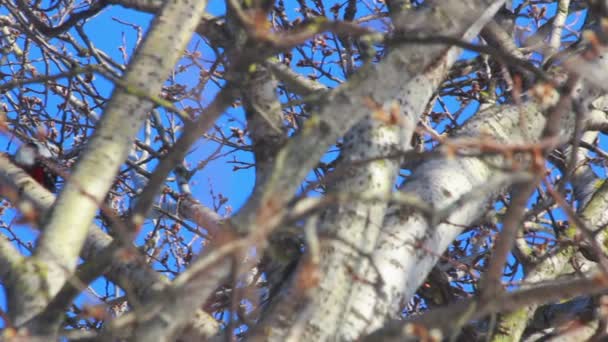 Větve stromů před modrou oblohu. Ptáček na větvi. Ptačí strom — Stock video