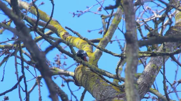 Vogel vlieg weg van boom. Grote bonte specht op boomtak — Stockvideo