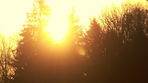 Солнечные лучи на закате в лесу. Солнце подглядывает сквозь ветви осенних деревьев — стоковое видео