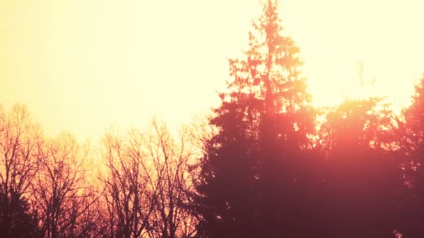 Silueta de árboles al atardecer del bosque. Silueta forestal al atardecer de otoño — Vídeos de Stock