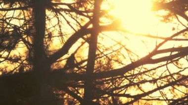 Gün batımında dalları siluet. Doğa arka plan. Arka ışık ağaç dalları