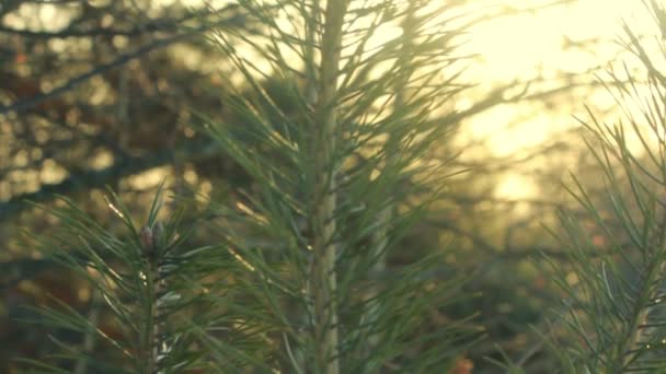 De vertakking van de beslissingsstructuur van Pine. Dennennaalden. De vertakking van de groene pijnbomen in ochtend licht. Closeup — Stockvideo