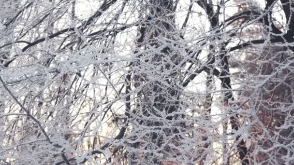 Fond d'hiver. Arbres enneigés en forêt hivernale. Branches d'arbres couvertes de neige — Video