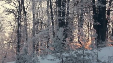 Kış orman Panoraması. Karlı kış orman. Kar ile kaplı ağaçlar