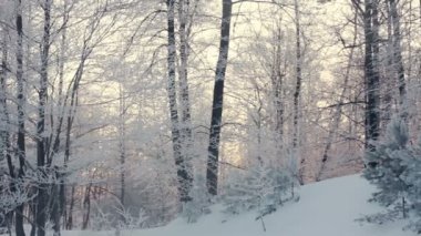Kış orman manzarası. Kış sahne. Kış orman üzerinde kaydırma