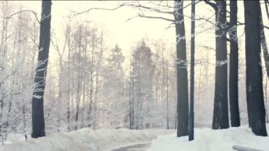 Winter park. Karlı kış park sahnede. Karla kaplı ağaçlar