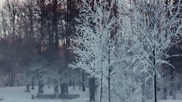 Árboles cubiertos de nieve. Panorama del parque de invierno. Bancos en la orilla del río — Vídeo de stock