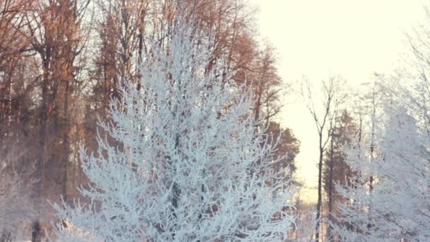 Sneeuw bedekt boom in winter park. Winters tafereel. Besneeuwde takken van de boom in park — Stockvideo