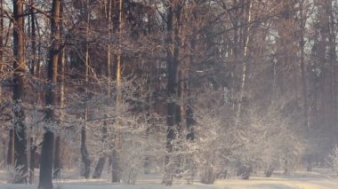 Winter park. Kış park puslu sabah. Kış park ağaçlarda kar kaplı