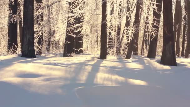 Paisaje invernal. Hermoso parque cubierto de nieve en invierno. Luz solar sobre nieve blanca — Vídeos de Stock