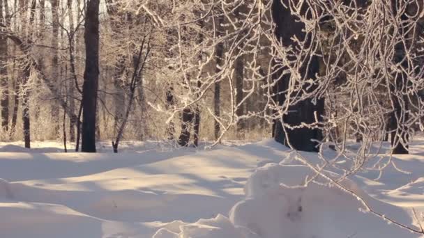 Árbol de invierno. Hoarfrost en ramas de árboles. Bosque cubierto de nieve en invierno — Vídeos de Stock