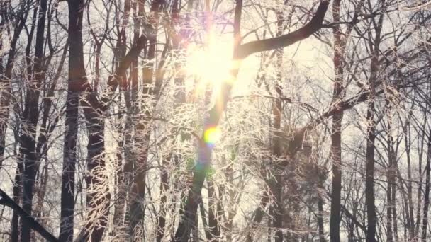 Zachód słońca w zimowym lesie. Słońce świeci przez gałęzie drzewa pokryte śniegiem — Wideo stockowe