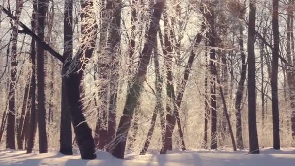 Luz solar na floresta de inverno. Sol brilhar através de galhos de árvores cobertos de neve — Vídeo de Stock