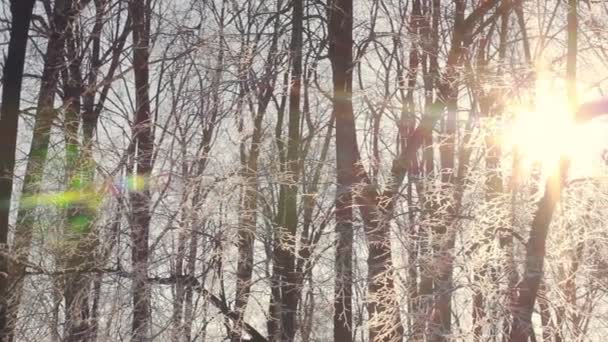A chama do sol nas árvores de inverno. Nascer do sol na floresta de inverno. Manhã de inverno — Vídeo de Stock