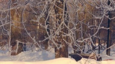 Kış park donmuş ağacında. Hoarfrost ağacında. Kış arka plan