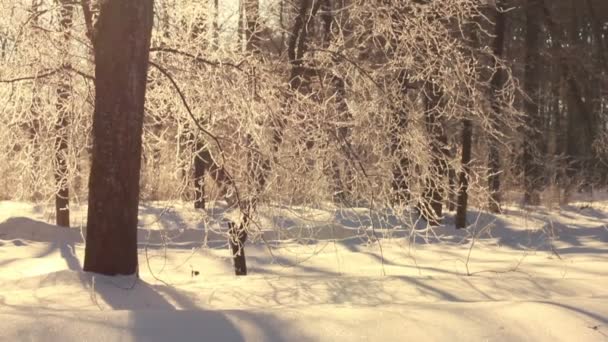 Árvore inverno. Flare solar em galhos de árvores. Um tronco de árvore. Floresta de Inverno. Cena de inverno — Vídeo de Stock