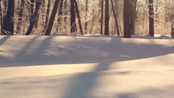 下雪的冬天。在洁白的雪地上的阳光。美丽的雪覆盖森林在冬天 — 图库视频影像