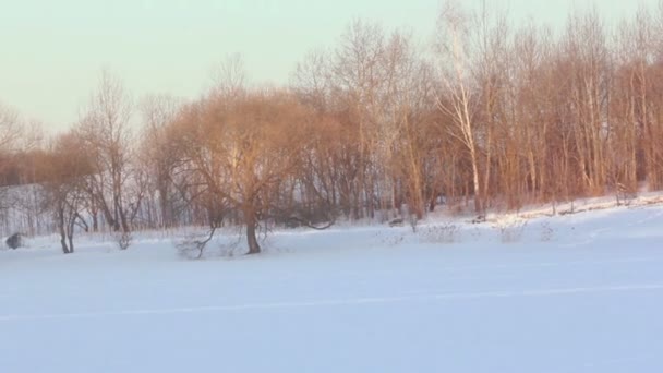 Campi innevati. Paesaggio invernale. Luce solare sugli alberi invernali. Paese delle meraviglie invernali — Video Stock